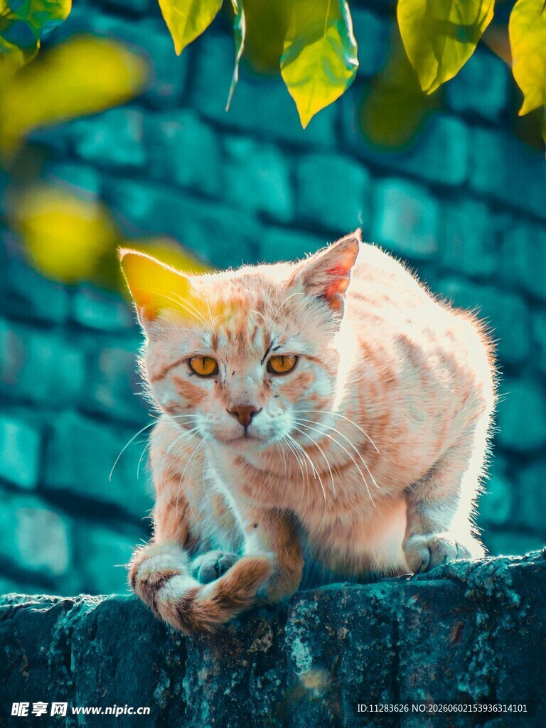 橘猫趴于石上