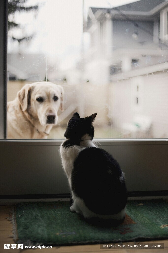 猫与狗隔窗对视的瞬间