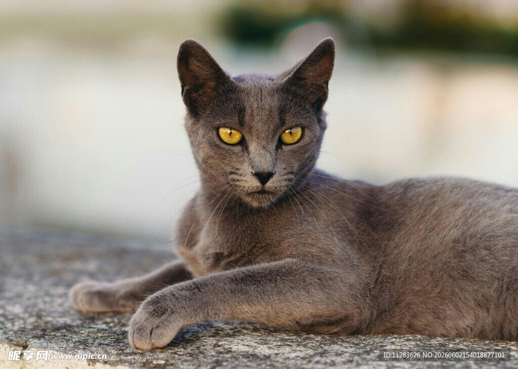 灰色猫咪趴卧