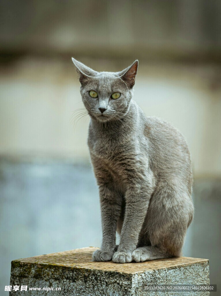 灰猫端坐于石