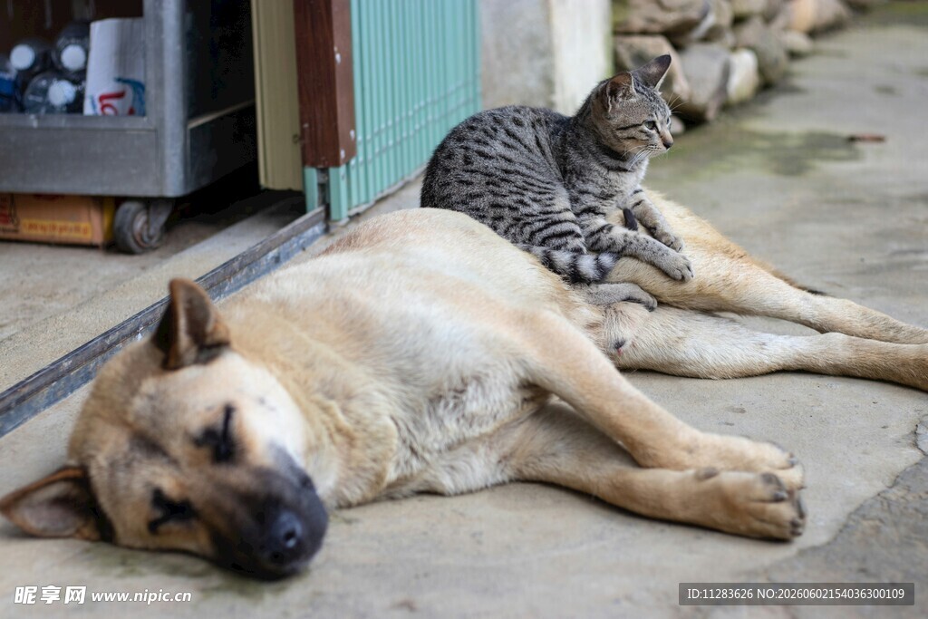 猫狗同卧享惬意时光