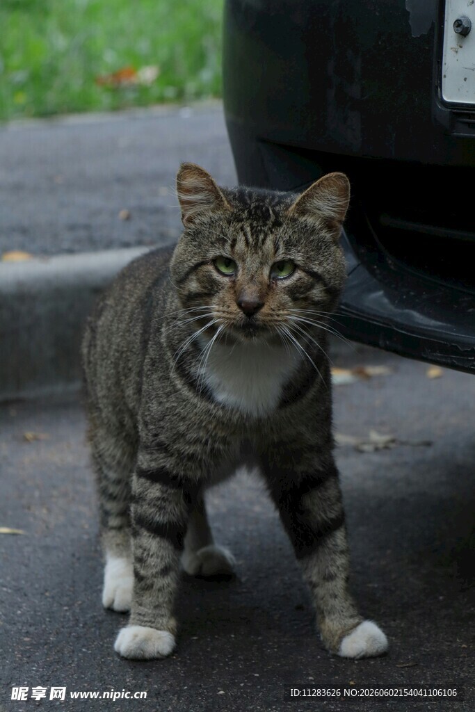 路边站立的条纹猫咪