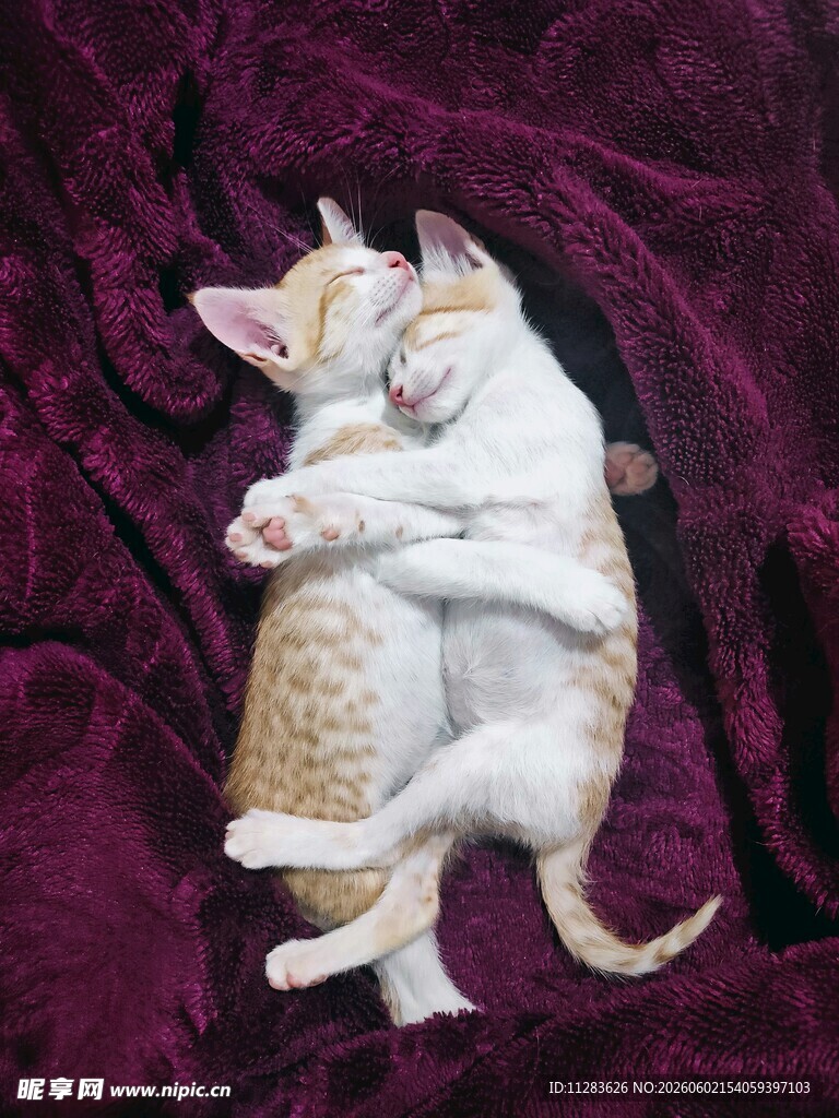 两只猫咪相拥的温馨画面