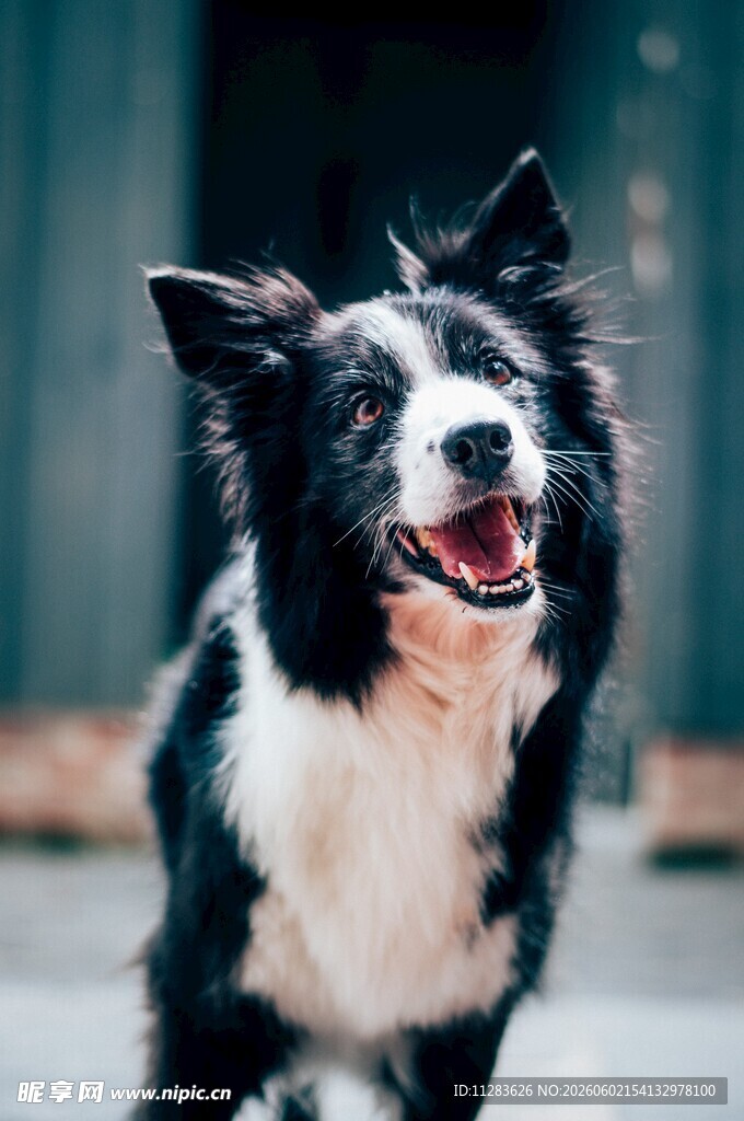 奔跑的边牧犬