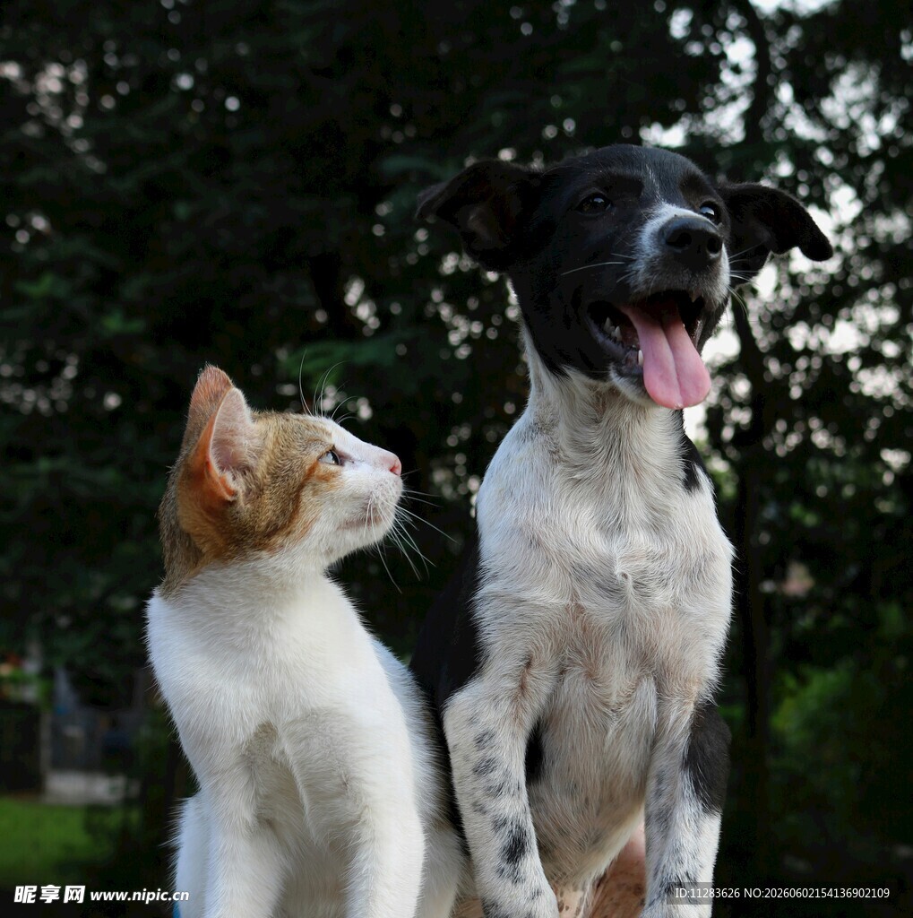 猫狗同框的温馨瞬间