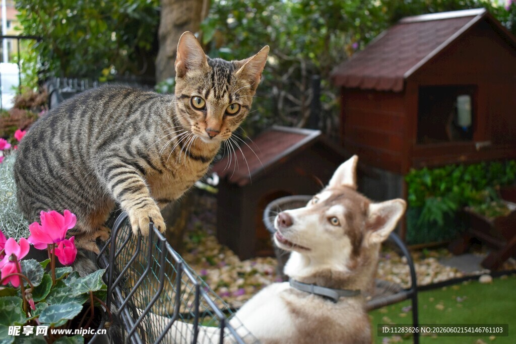 猫犬对视瞬间