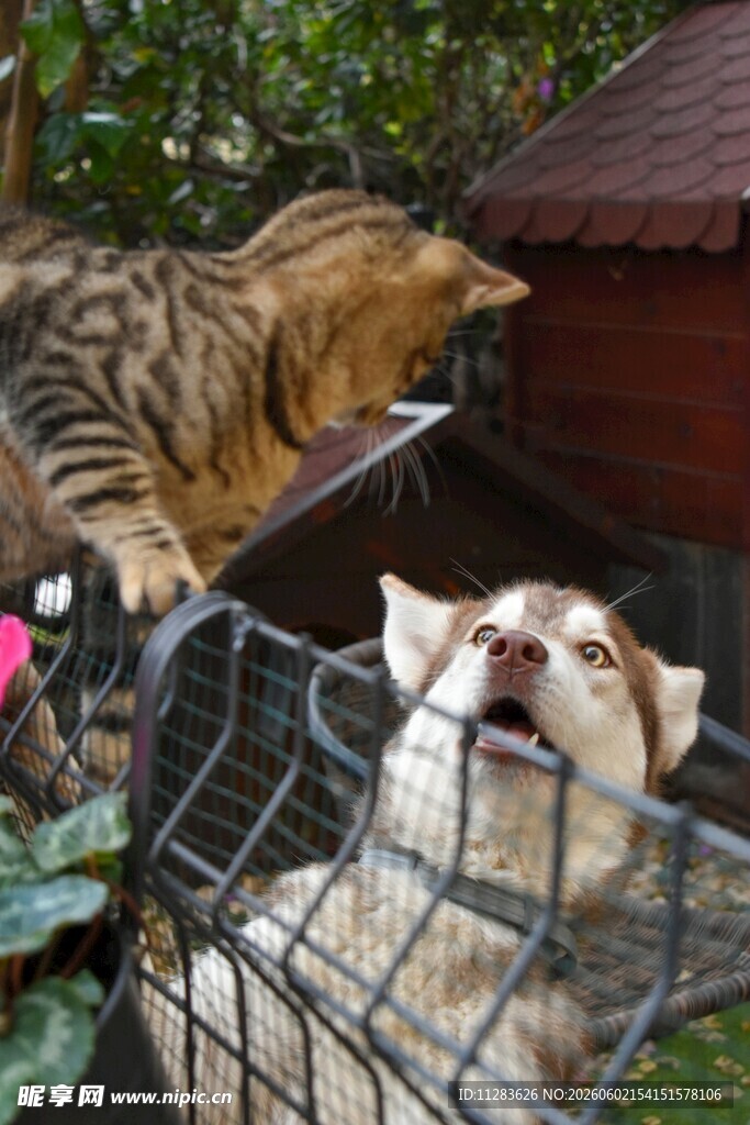 猫与狗隔笼互动瞬间