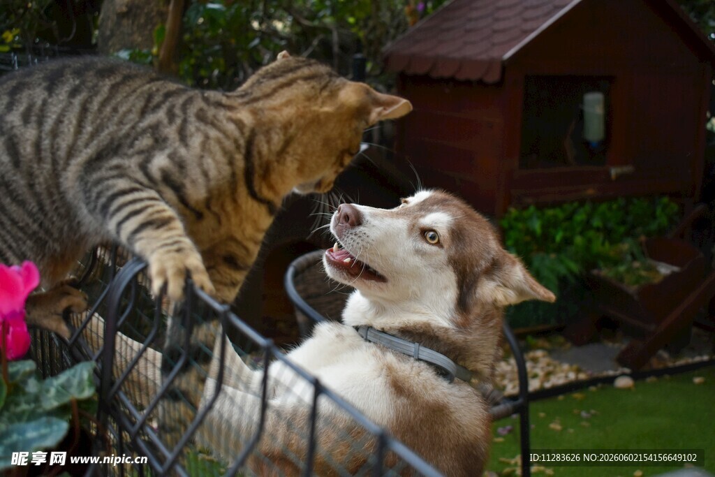 猫犬对峙剑拔