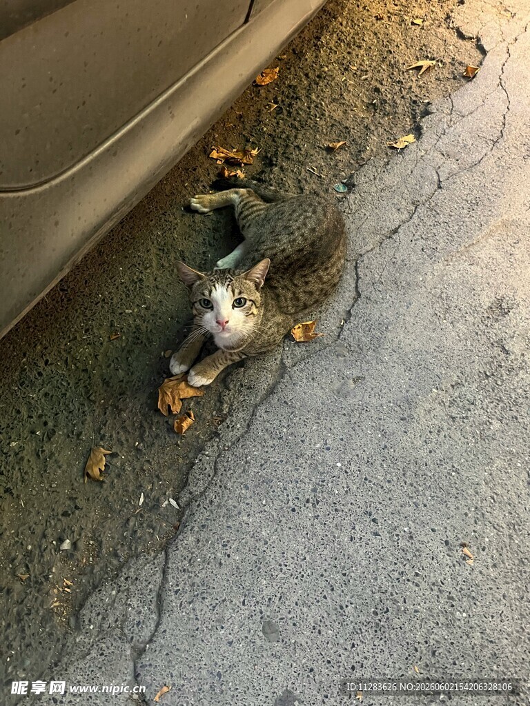 车下猫咪