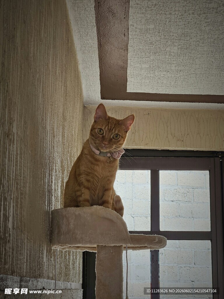 橘猫端坐窗台