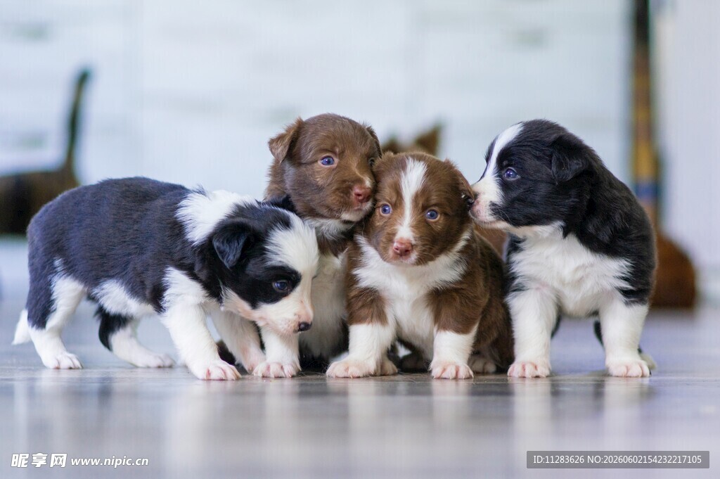 可爱幼犬聚集