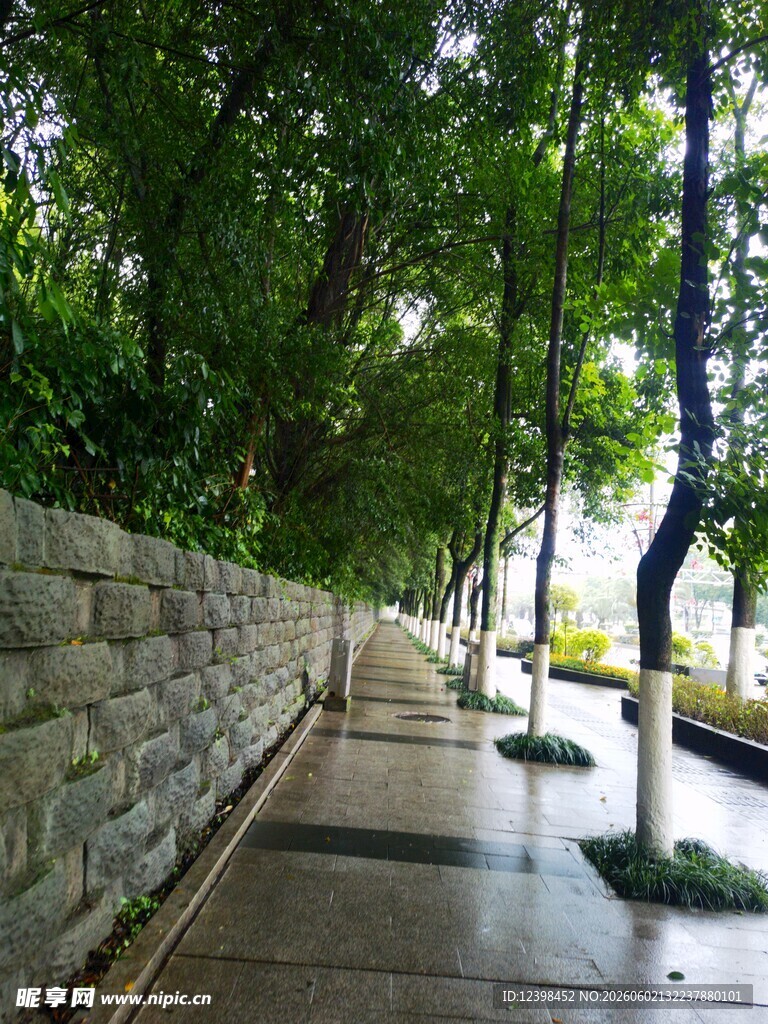 雨后林荫小道清新景致
