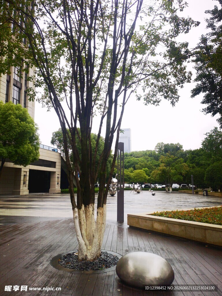 城市中别致的树木景观