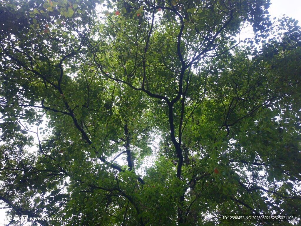 仰视茂密绿树树冠