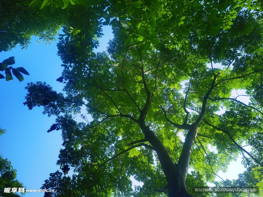 仰望葱郁树冠与蓝天