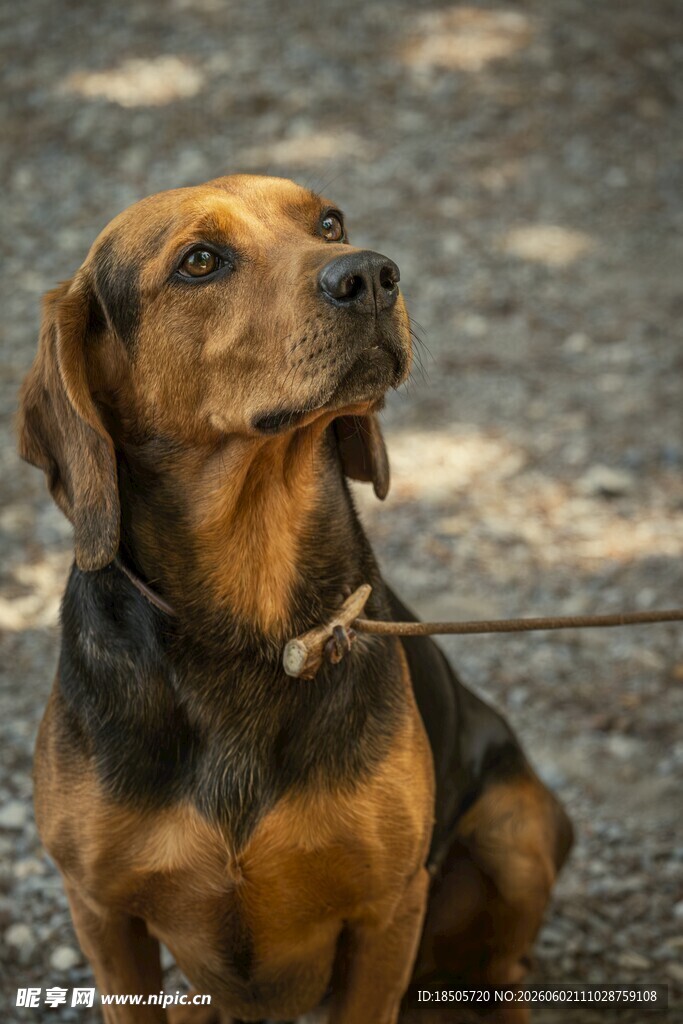 拴着的棕黑相间猎犬