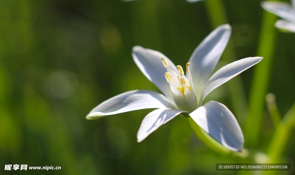 清新蓝星花绽放