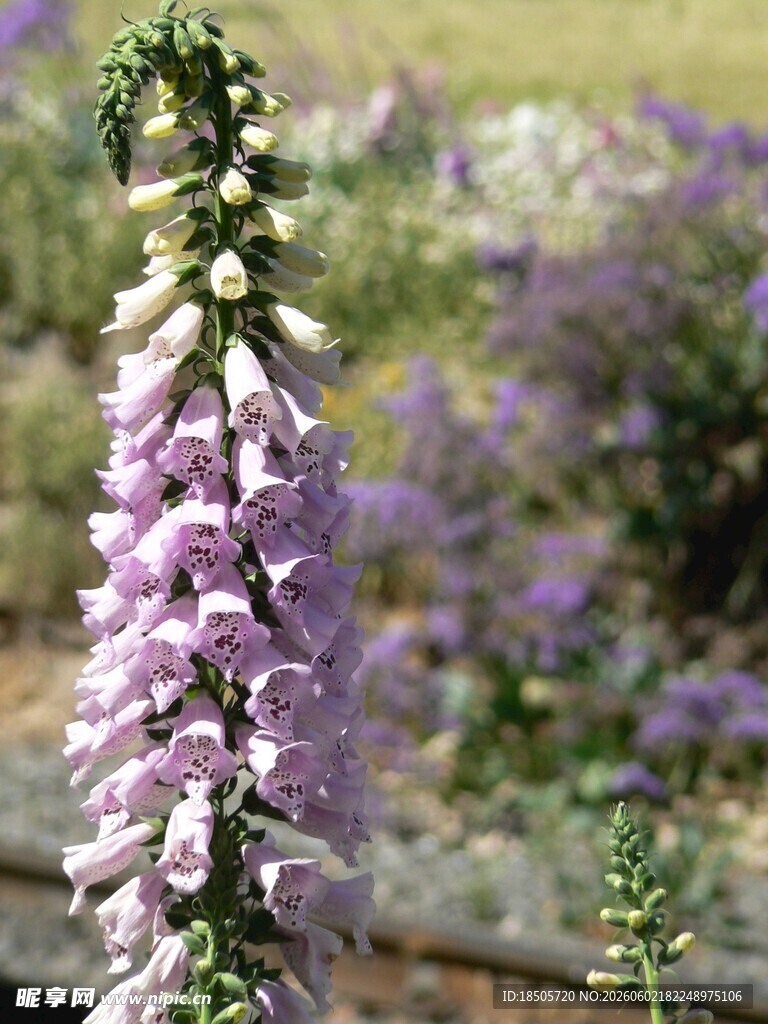 紫色毛地黄花特写