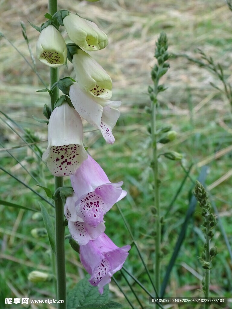 毛地黄花朵特写