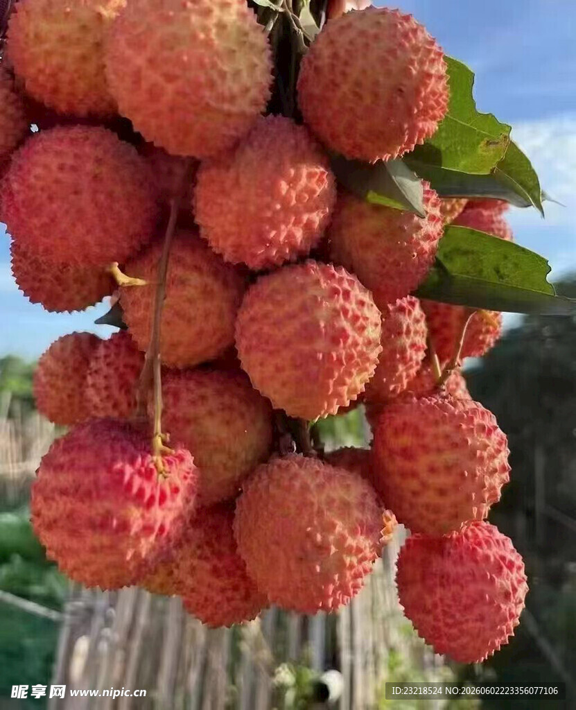 荔枝