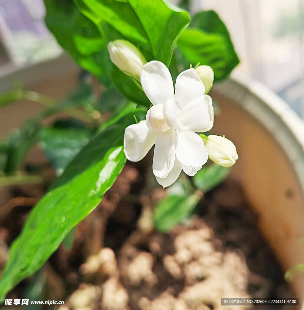 茉莉花