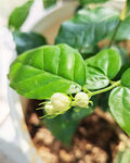 茉莉花