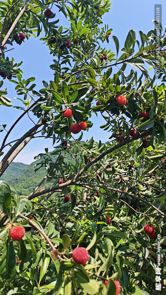 杨梅树