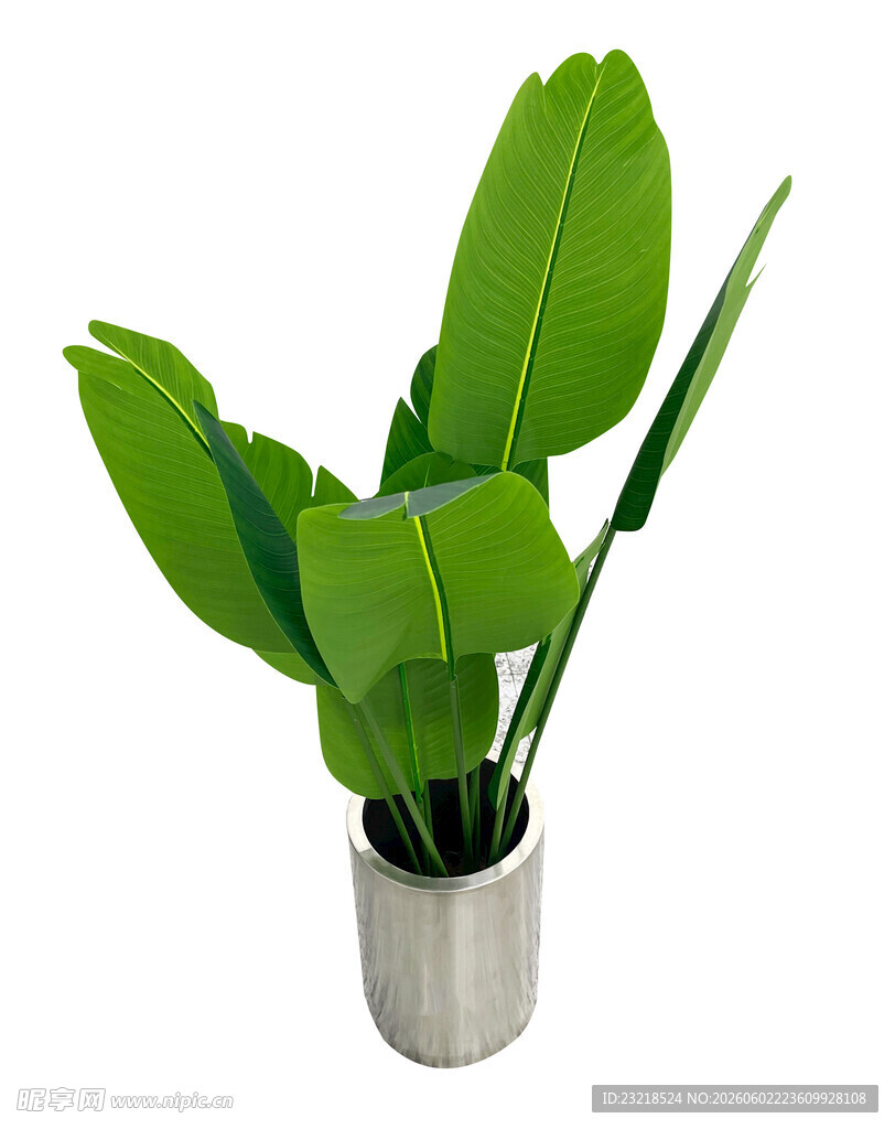 芭蕉叶