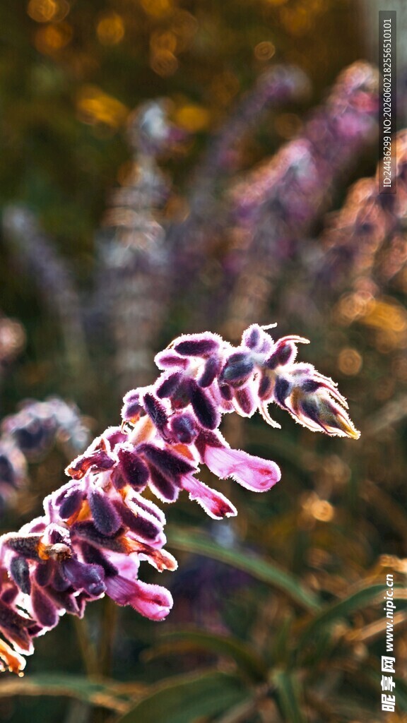 紫色花卉特写