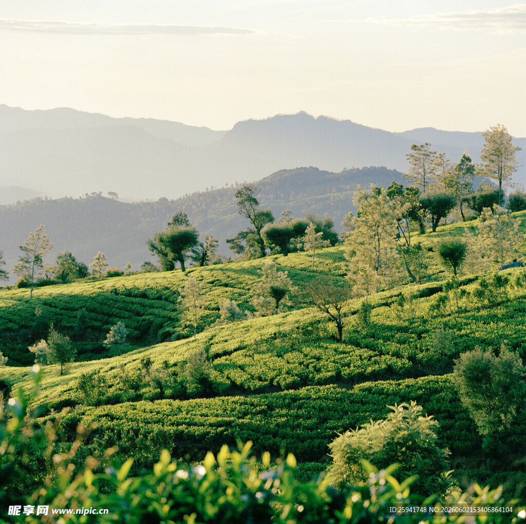 翠绿茶园与远山美景