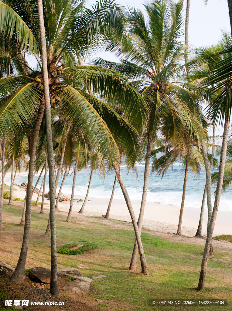 热带海滩椰林美景