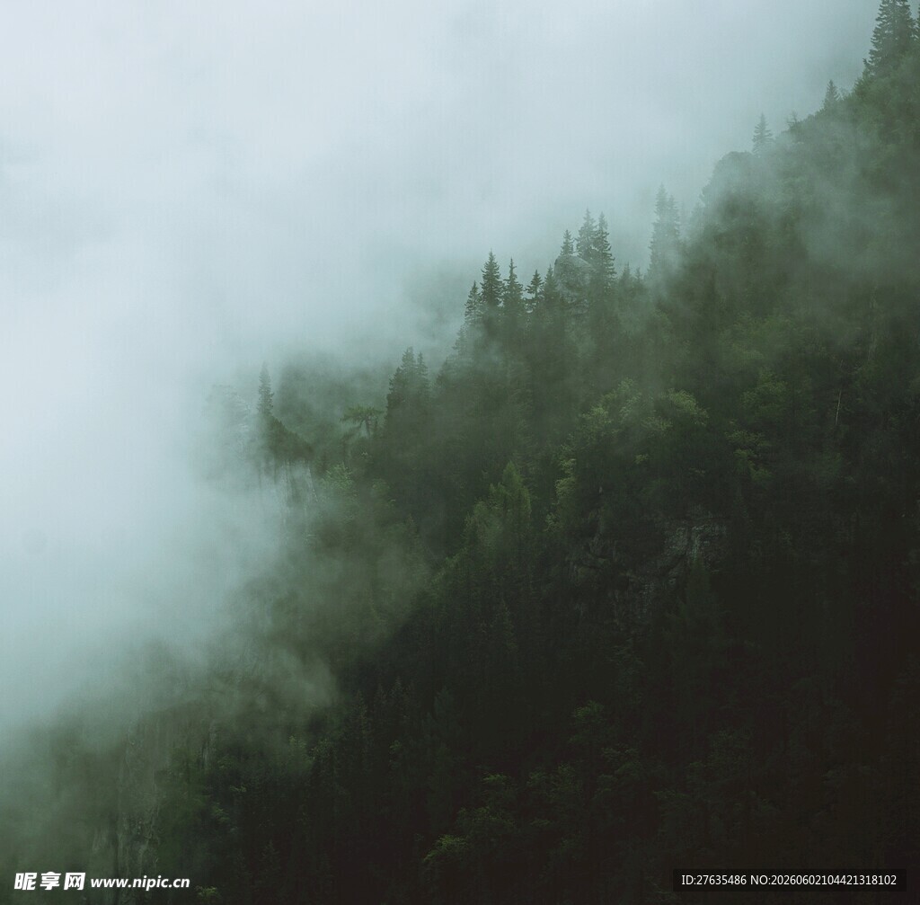 山间云雾缭绕的森林美景