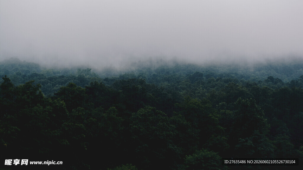 雾中森林景观