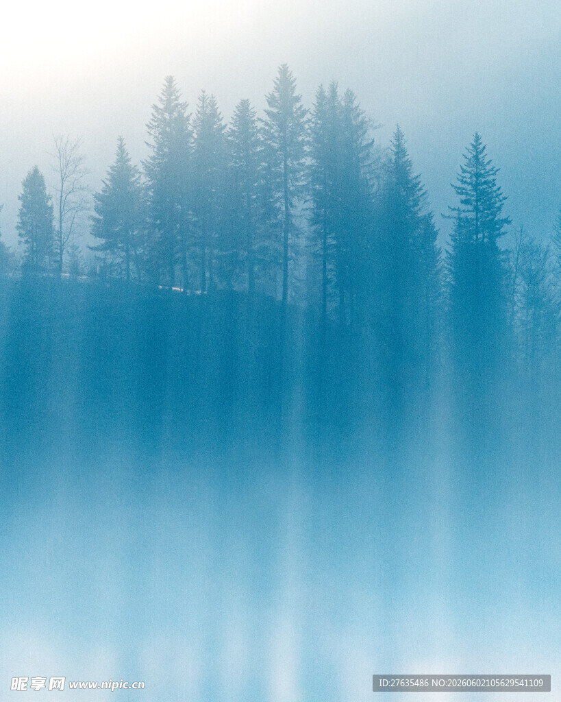 雾中静谧森林美景