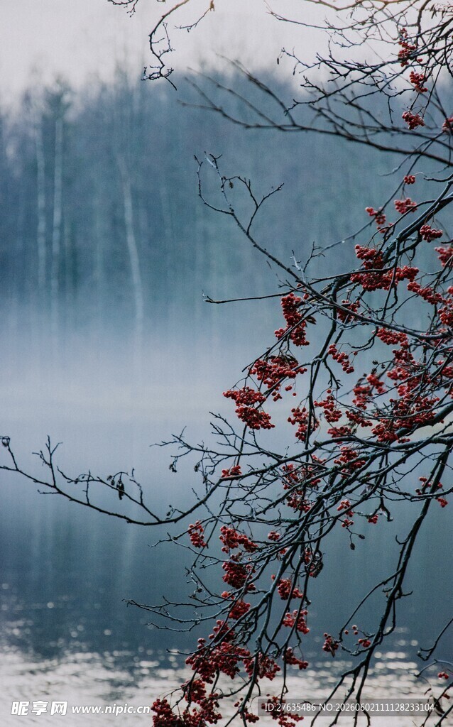 湖畔雾中红枝静谧美景