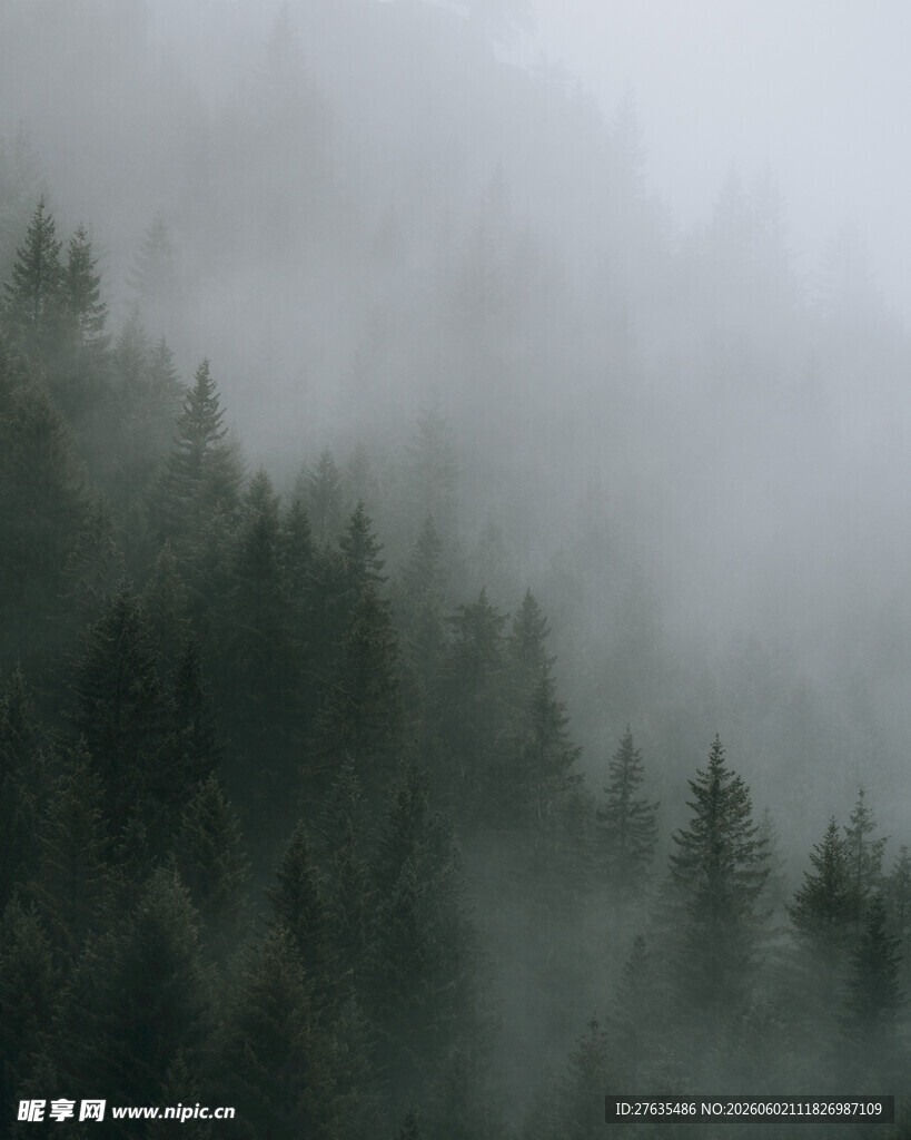 雾中森林静谧自然之景