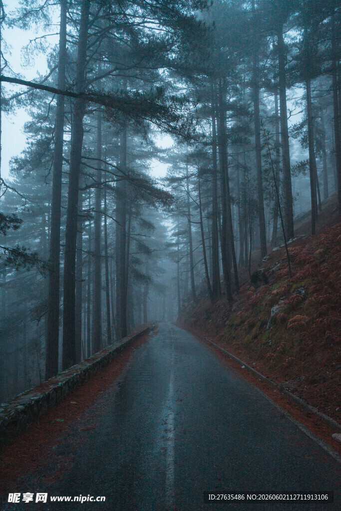 雾中幽径森林静谧之景