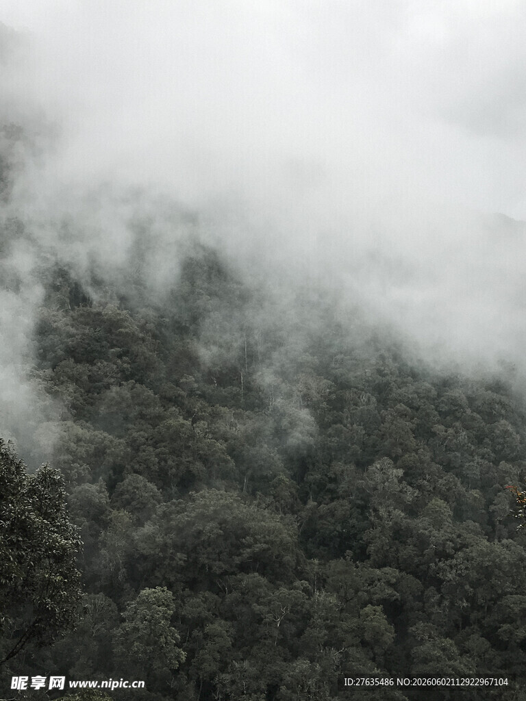 云雾缭绕的茂密山林