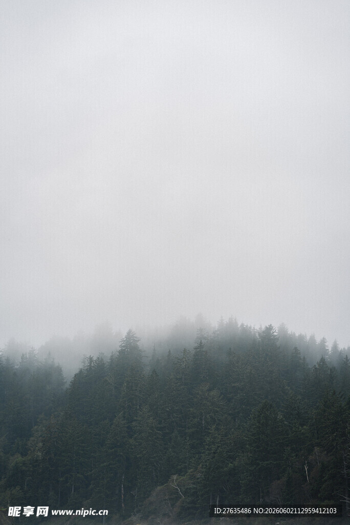 雾中森林景观