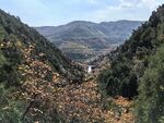 太山