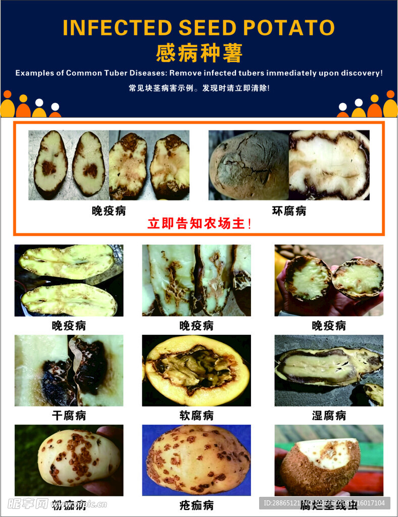 感病种薯