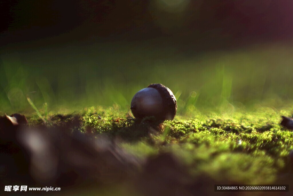 苔藓