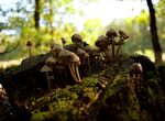 林间苔藓上的蘑菇群