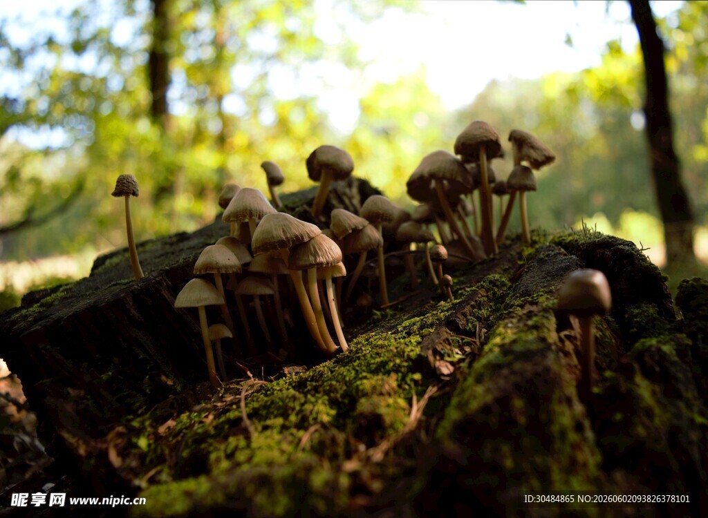 林间苔藓上的蘑菇群