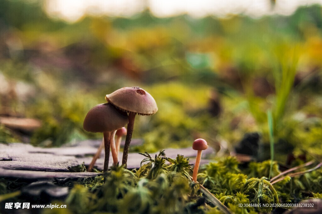 苔藓