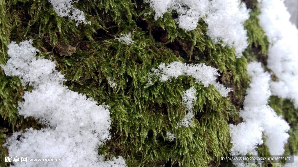 雪覆青苔景象