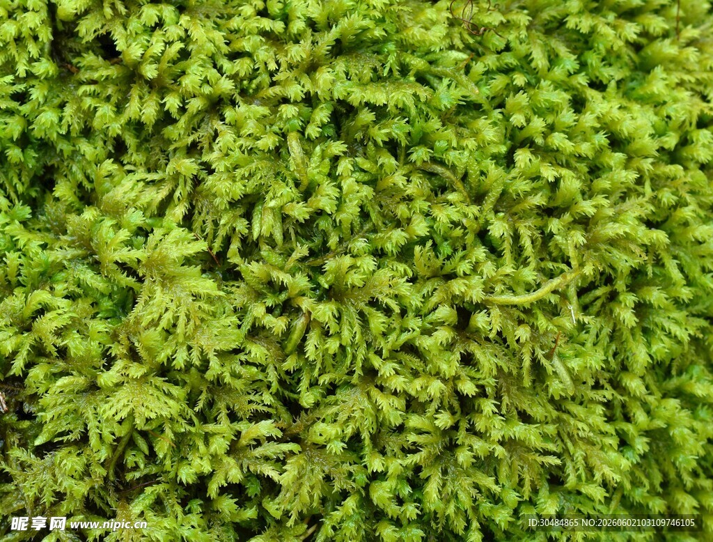 翠绿繁茂的苔藓植物