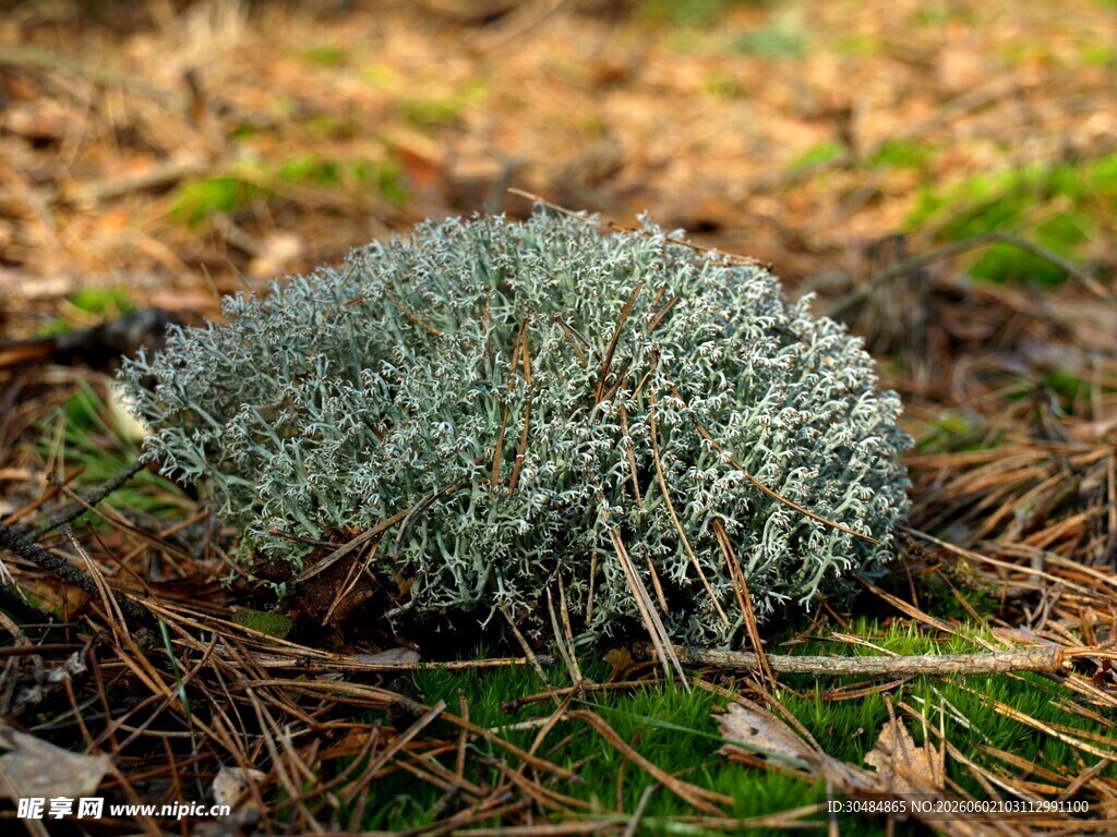 地面上的灰绿色苔藓植物
