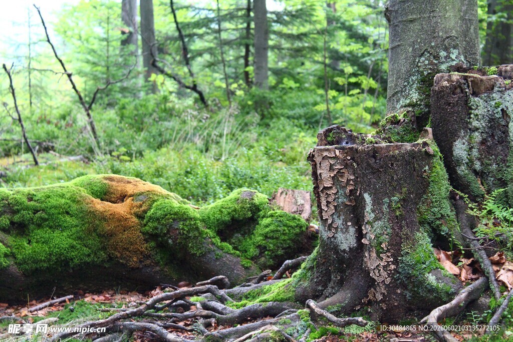 苔藓