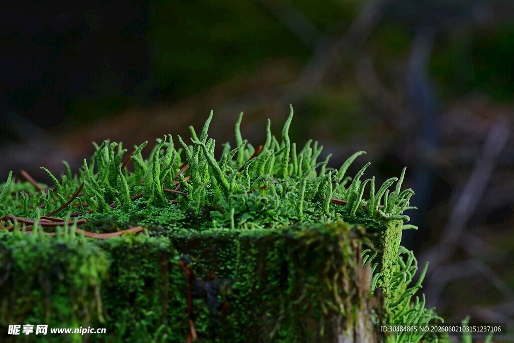 翠绿苔藓覆盖的木桩